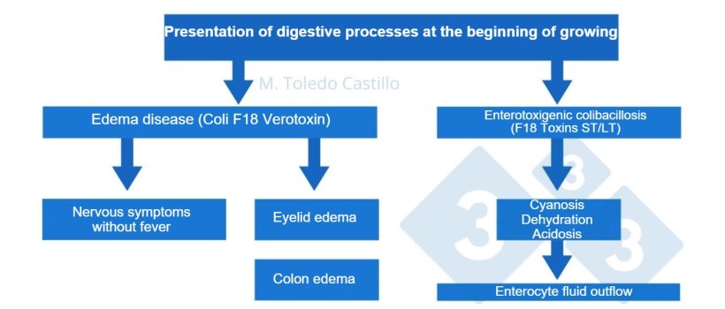 Diagram 1. Pathogenesis of colibacillary processes in pigs arriving at finishing.